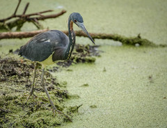 Egretta tricolor image