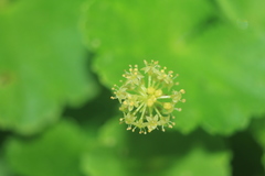 Hydrocotyle bonplandii