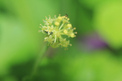 Hydrocotyle bonplandii