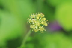 Hydrocotyle bonplandii