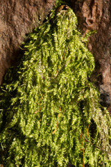 Plagiothecium curvifolium