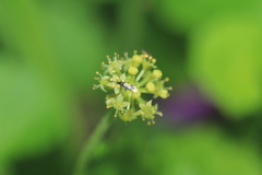 Hydrocotyle bonplandii