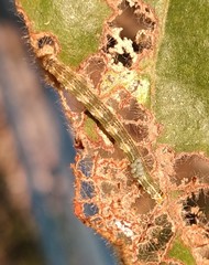 Sangalopsis microleuca