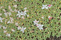 Frankenia triandra