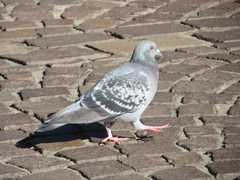 Columba livia