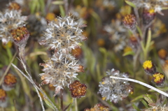 Picradeniopsis multiflora