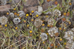 Picradeniopsis multiflora