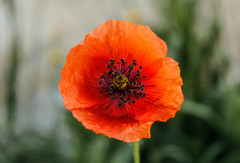 Papaver pinnatifidum