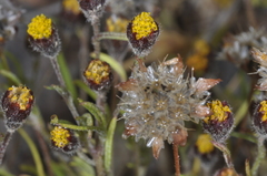 Picradeniopsis multiflora