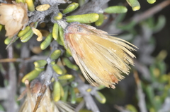Nardophyllum armatum