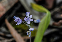 Scilla monophyllos