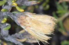 Nardophyllum armatum