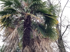 Trachycarpus