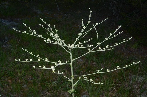 Image of Eriogonum harperi by (c) Brian Finzel, some rights reserved (CC BY-SA)