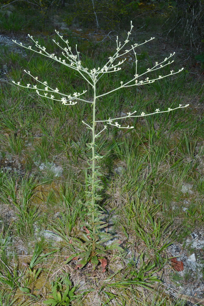 Harper's Buckwheat