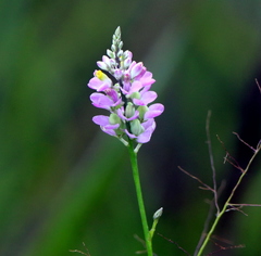 Polygala chapmanii