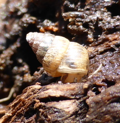 Cochlicella barbara