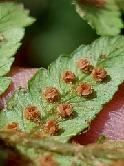 Dryopteris affinis
