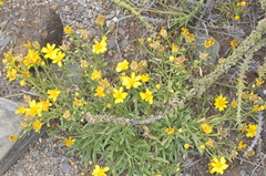 Gutierrezia mandonii