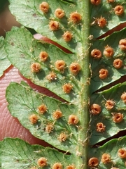 Dryopteris affinis