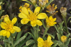 Gutierrezia mandonii