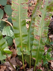 Asplenium scolopendrium