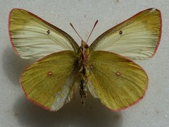 Colias pelidne