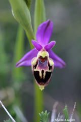 Ophrys heldreichii