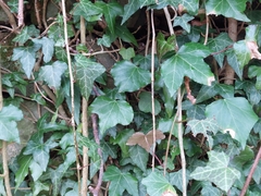 Hedera helix