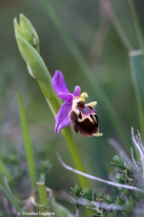Ophrys heldreichii