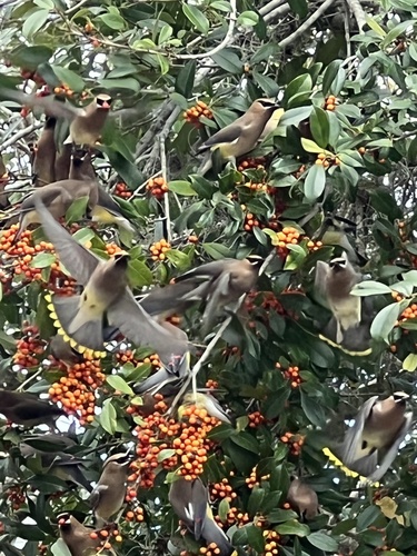 Bombycilla cedrorum image