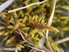 Helodium paludosum
