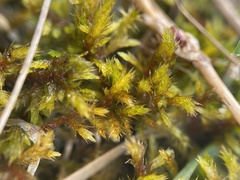 Helodium paludosum