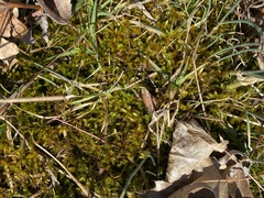 Helodium paludosum
