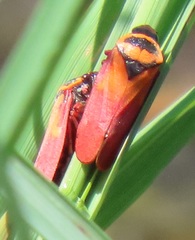 Locris areata
