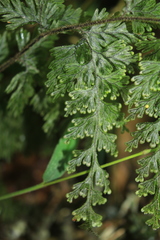 Hymenophyllum fucoides