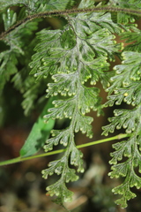 Hymenophyllum fucoides