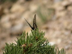 Papilio machaon bairdii