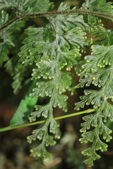 Hymenophyllum fucoides
