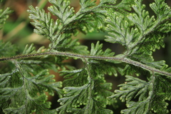 Hymenophyllum fucoides