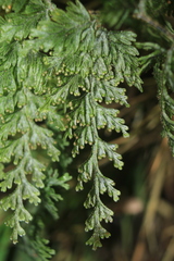 Hymenophyllum fucoides