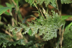 Hymenophyllum fucoides