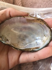 Atlanticoncha ochracea