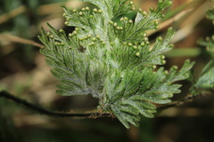 Hymenophyllum fucoides