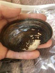 Atlanticoncha ochracea