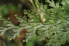 Hymenophyllum fucoides