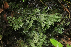 Hymenophyllum fucoides