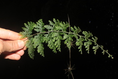 Hymenophyllum fucoides