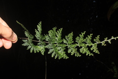 Hymenophyllum fucoides