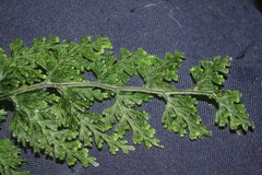 Hymenophyllum fucoides